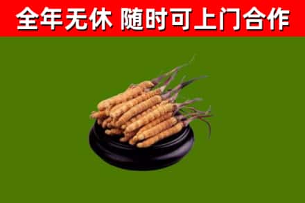 尉氏烟酒回收冬虫夏草.jpg
