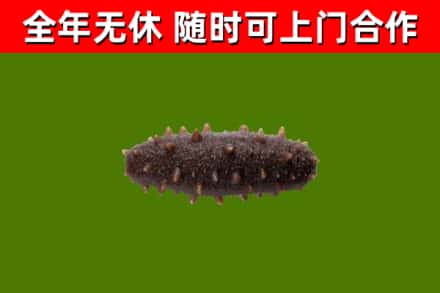 尉氏烟酒回收干海参.jpg